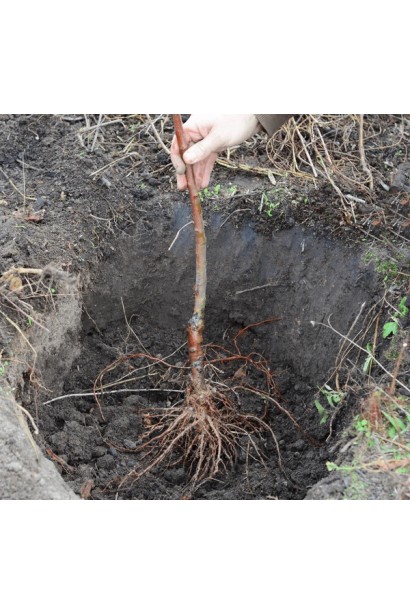 Яблуня домашня Джонаголд Ерлі Квін посадка